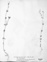 Melampsora lini image